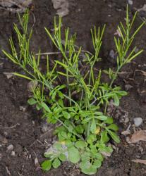 Cardamine hirsuta. Plant with inflorescences.
 Image: P.B. Heenan © Landcare Research 2019 CC BY 3.0 NZ